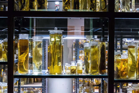 Shelves with various animals preserved in formaldehyde solutionのeditorial素材