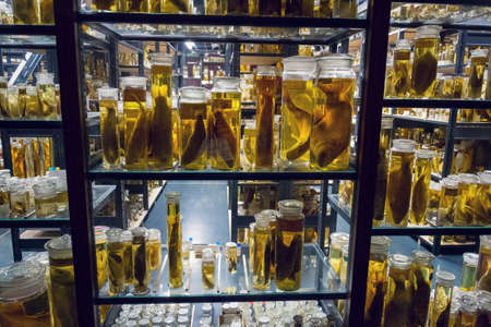 Shelves with various animals preserved in formaldehyde solutionのeditorial素材
