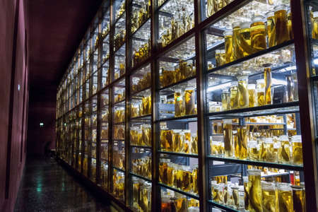 Shelves with various animals preserved in formaldehyde solutionのeditorial素材