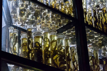 Shelves with various animals preserved in formaldehyde solutionのeditorial素材
