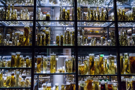 Shelves with various animals preserved in formaldehyde solutionのeditorial素材