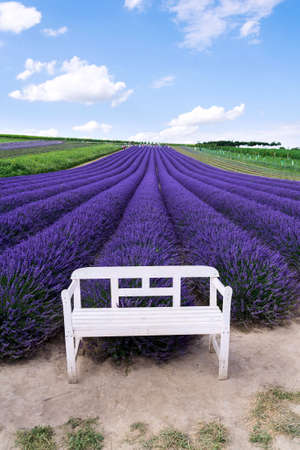Beautiful lavender lavandula flowering plant purple field, sunlight soft focus, background copy spaceの写真素材