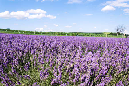 Beautiful lavender lavandula flowering plant purple field, sunlight soft focus, background copy spaceの写真素材
