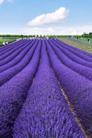 Beautiful lavender lavandula flowering plant purple field, sunlight soft focus, background copy spaceの写真素材