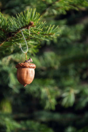 Natural Christmas decoration made from brown acorn hanging on green coniferous spruce treeの写真素材
