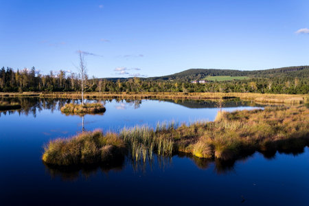 Moor Chalupska slat with birch and pine trees during sunset, Sumava National Park, Czech Republic, sunny autumn dayの写真素材
