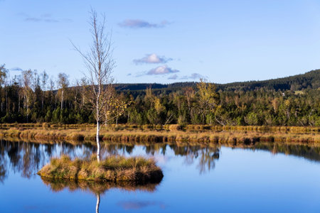 Moor Chalupska slat with birch and pine trees during sunset, Sumava National Park, Czech Republic,...