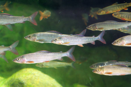 Living Arctic char and European grayling fish swimming in large water tank aquariumの写真素材