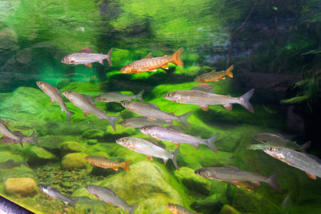 Living Arctic char and European grayling fish swimming in large water tank aquariumの写真素材