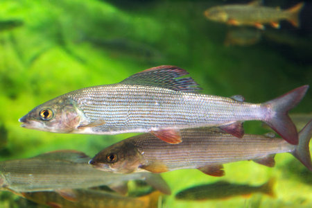 Living Arctic char and European grayling fish swimming in large water tank aquarium