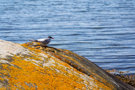 The Arctic tern bird with rocks of Saltholmen peninsula on shore of Alvsborgsfjorden harbor, Alvsborg district, sunny day, Gothenburg, Swedenの写真素材