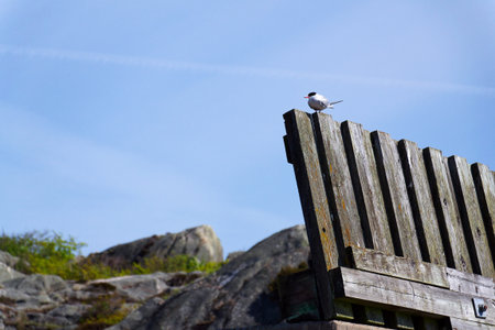 The Artic tern bird with rocks of Saltholmen peninsula on shore of Alvsborgsfjorden harbor, Alvsborg district, sunny day, Gothenburg, Swedenの写真素材