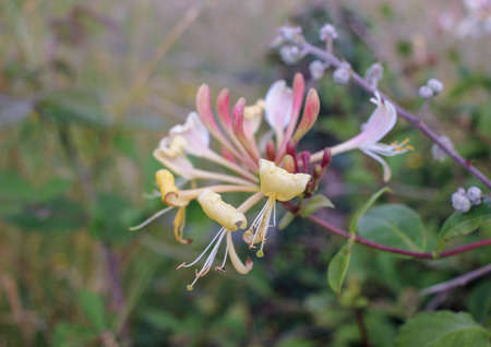 it is always fantastic finding a honeysucke in our way through natureの写真素材