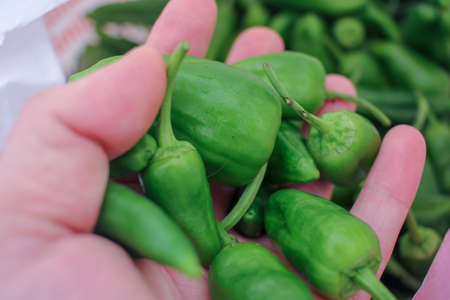 some green peppers cultivated in my greenhouseの写真素材