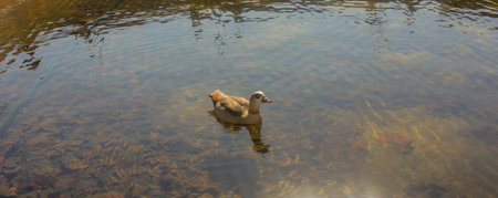 a duck swimming in river Manzanares on a sunny day