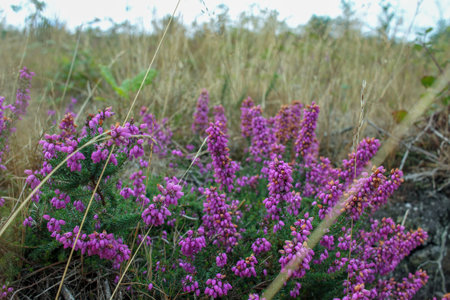 wild, beautiful flowers in the mountains in Spain