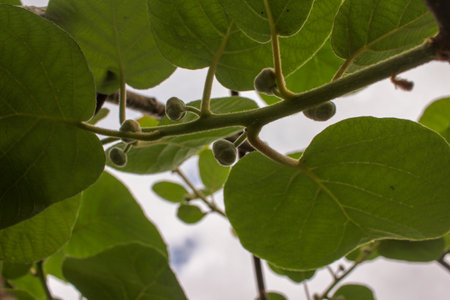 small kiwis in my kiwi tree during summerの写真素材