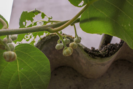 small kiwis growing in my kiwi tree in Galicia, Spainの写真素材