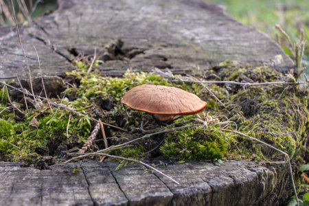 a mushroom in a dry tree in the mountains in Galicia, Spain