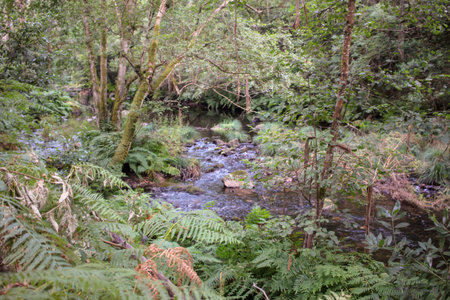 small river in Souto da Retorta, Viveiro, Galicia, Spain