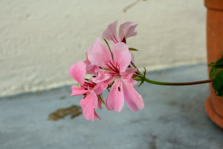 fragile, pink flower in a concrete worldの写真素材