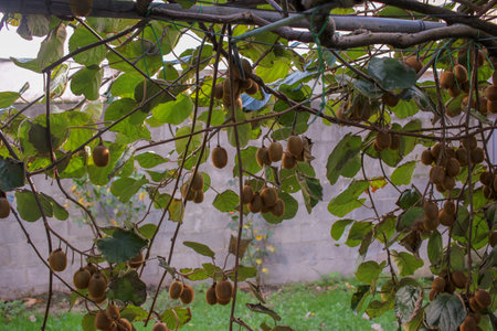 Bountiful Kiwi Grove: Trees Bursting with Ready-to-Pick Fruitの写真素材