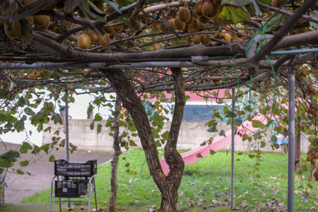Orchard Abundance: Kiwis Galore on Fruit-Laden Treesの写真素材