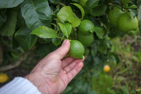 Harvest Connection: Grasping the Essence of Fresh Lemonsの写真素材