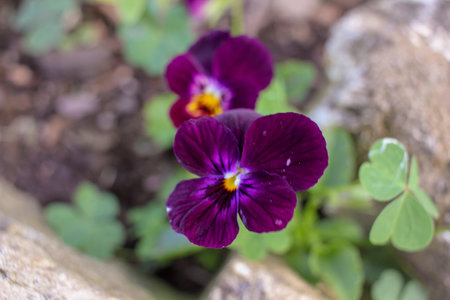 Nature's Palette: Vibrant Blooms in My Backyardの写真素材