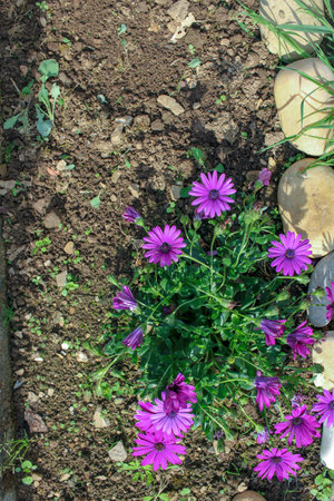 Elegant mauve flowers unfurl, gracefully announcing the arrival of spring, casting a tranquil and captivating spell on the season's canvasの写真素材