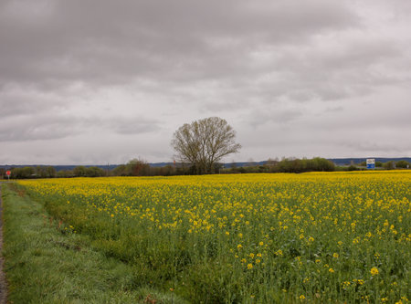 a tree in the middle of a turnip field in A Limia, Spain