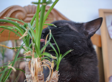 black cat snacking on greens at homeの写真素材