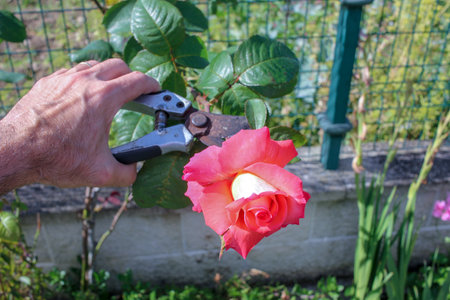 A Gardener's Touch: Shaping Nature's Beautyの写真素材