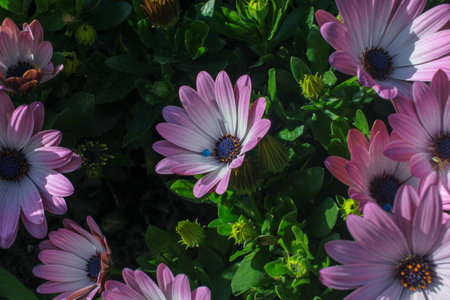 the beauty of flowers in spring cheer our lives
