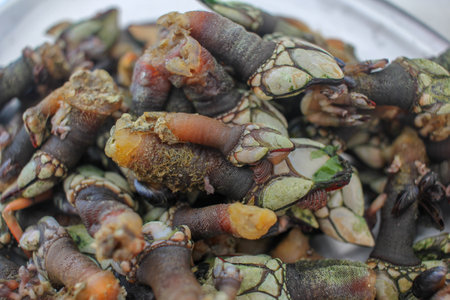 barnacles from Galcia, Spain with their special salty and delicious taste