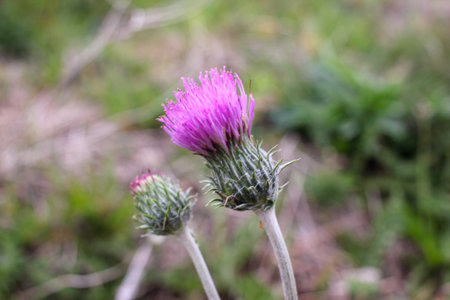 wild, pink flower in a field during springの写真素材