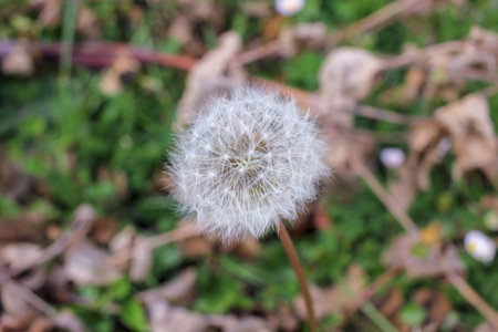 fragile, wild flower in the beginning of spring