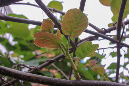 Fresh kiwi flowers showcasing nature delicate touch