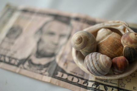 some shells on a five dollar billの写真素材