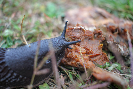 a black slug feeding on a rotten apple on the groundの写真素材