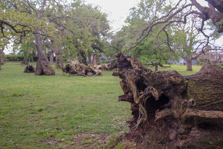 Traces of history among old woodland remains