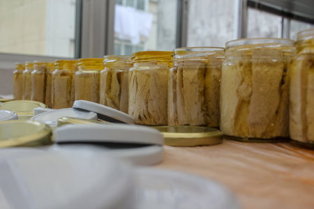 the art of preserving bonito in glass jars with olive oil in Burela, Spainの写真素材