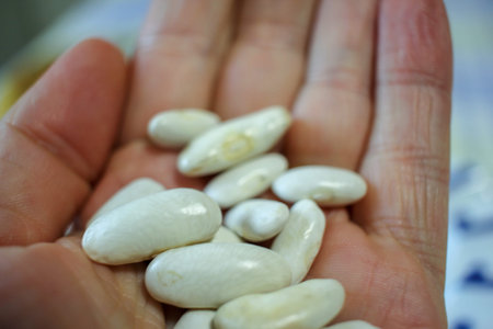 the palm of my hand full of dry beans