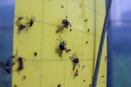 fly trap full of dead insects