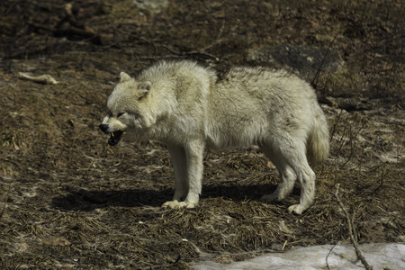 Arctic Wolf