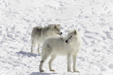 A Pair of Arctic Wolves