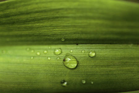 Water droplets on leaves