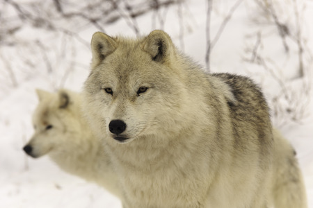 Arctic Wolves