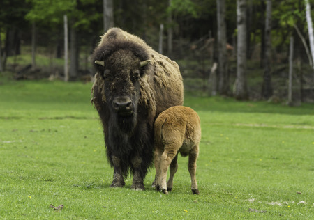 Female Buffalo and calf