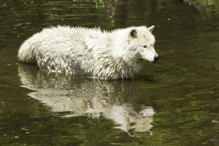 Arctic Wolf in waterの写真素材